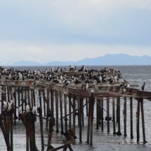 Old pier occupied by birds